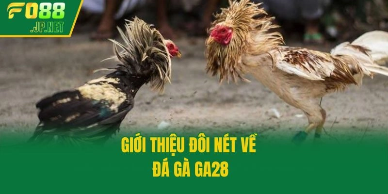 Giới thiệu đôi nét về đá gà GA28